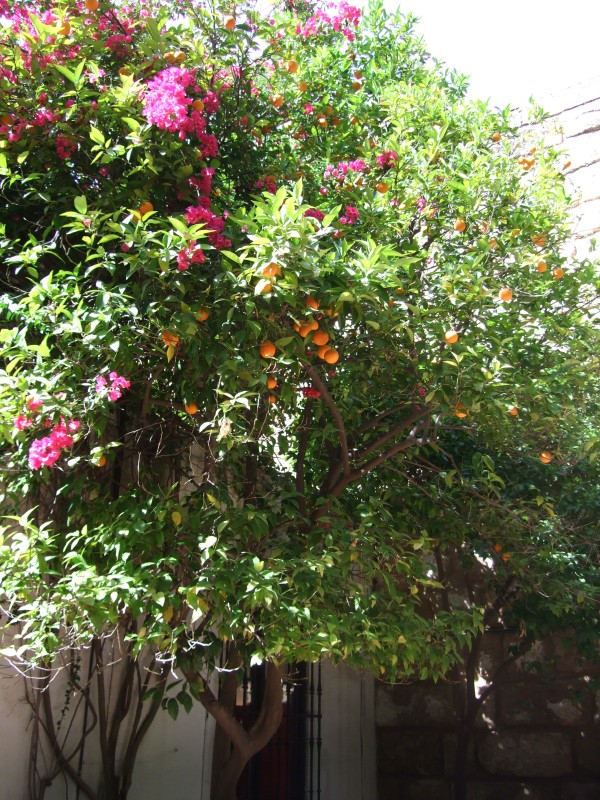 Anadalusien 2009 - 0692 